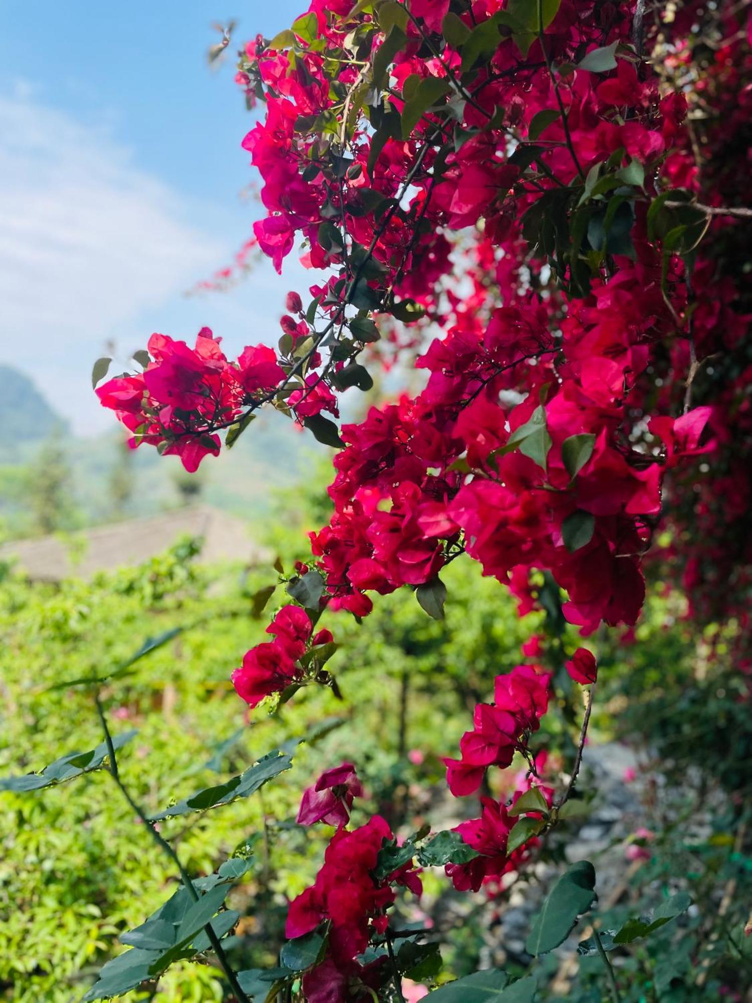 So H'Mong Homestay Бак-Ха Екстер'єр фото